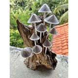 Ink Cap Mushroom Colony Driftwood Sculpture H30cm