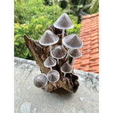 Ink Cap Mushroom Colony Driftwood Sculpture H30cm