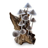 Ink Cap Mushroom Colony Driftwood Sculpture H30cm