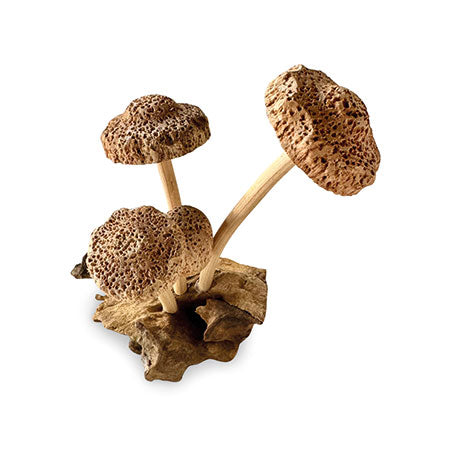4 Shitake Mushrooms on Driftwood