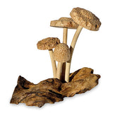 4 Shitake Mushrooms on Driftwood