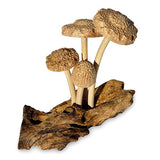 4 Shitake Mushrooms on Driftwood