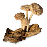 4 Shitake Mushrooms on Driftwood