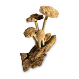 4 Shitake Mushrooms on Driftwood