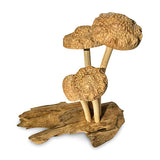 4 Shitake Mushrooms on Driftwood