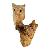 Single Tawny Owl on Driftwood