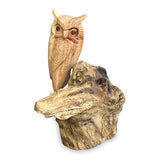 Single Tawny Owl on Driftwood