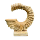 Teak Ammonite Trumpet Sculpture