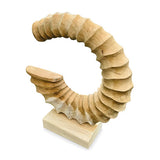 Teak Ammonite Trumpet Sculpture