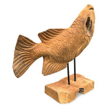 Star Gazing Koi Carp Sculpture