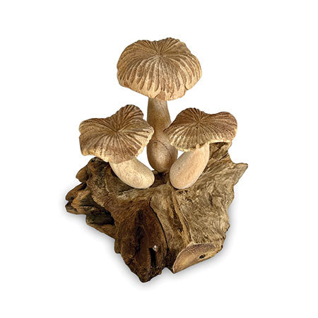 3 Grooved Cap Bali Mushrooms