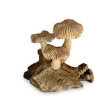 3 Grooved Cap Bali Mushrooms