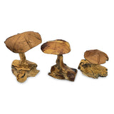 Root Wild Mushrooms - set of 3