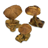 Root Wild Mushrooms - set of 3