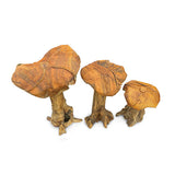 Root Giant Wild Mushrooms - set of 3