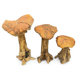 Root Giant Wild Mushrooms - set of 3