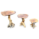 Teak Root Giant Wild Toadstools set of 3